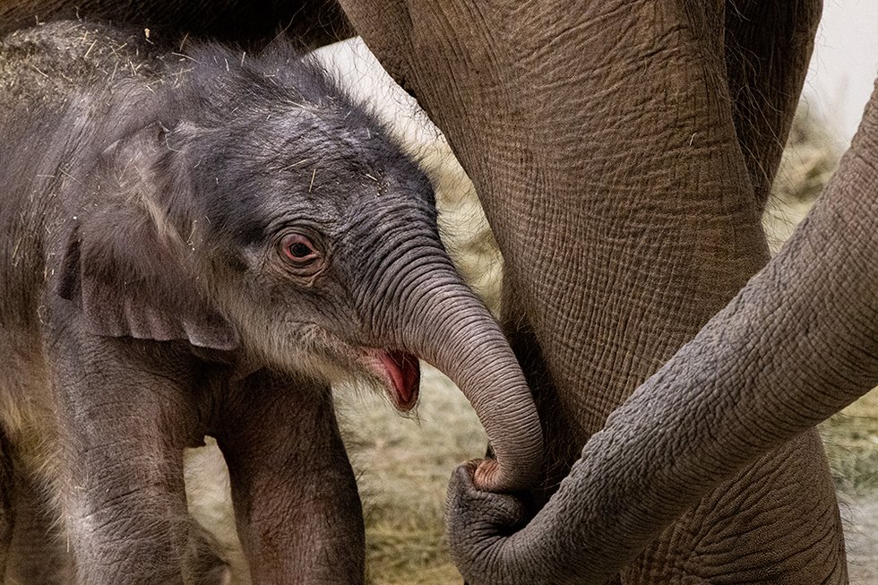 It's a Boy: Fort Worth Zoo Announces New Baby Elephant - Fort